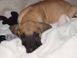 Rocky mountain great dane rescue, inc. 8 Week Old Fawn Great Dane Puppy Great Dane Puppy Great Dane Great Dane Rescue