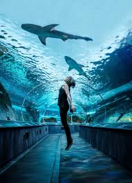 Ripley'S Aquarium Of Canada - Toronto Travel Tips And Review