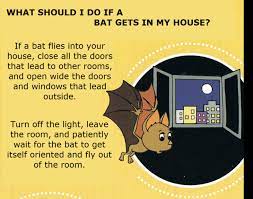 You can then open the window(s) or door, and there's a good chance the bat will eventually fly out. Have You Found A Bat Austin Bat Refuge