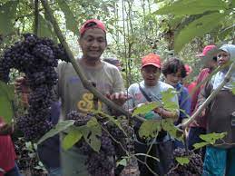 Gambar sketsa bunga sketsa ialah salah satu langkah awal yang perlu di lakukan pada saat pembuatan lukisan. Anggur Hutan Mentoko Mapio Net