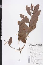 Image result for Bridelia scleroneura