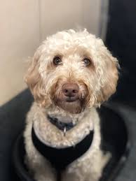 Below are our newest added cockapoos available for adoption in illinois. Cockapoo Dogs For Adoption
