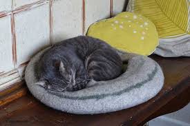 10 Sprichwörter Und Redewendungen Mit Katzen Schnurrinchen