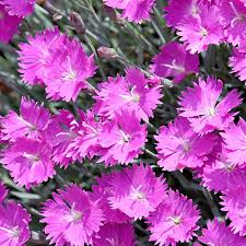 When is the best time to sow dianthus seeds? Firewitch Garden Pinks Dianthus Firewitch High Country Gardens