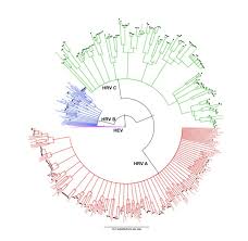 28.03.2021 · simple rhinovirus diagram | they chiefly cause upper respiratory tract infections (urtis) but may also infect the lower respiratory tract. Human Rhinoviruses Coming In From The Cold Genome Medicine Full Text