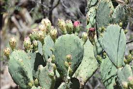 It is a genus of the cactus family that consists of more than 300 species, all native to the americas. This Mexican Company Is Making Biofuel From Cactus Plants World Economic Forum