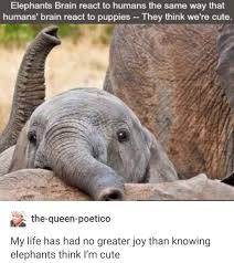 41 Savage Memes To Keep You Laughing Elephant Cute Animals Cute Elephant