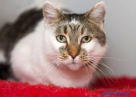 Anakku langsung merengek ketika tahu kucing kesayangannya hilang. Bagai Magis Kucing Kembali Kepada Tuan Lepas 6 Tahun Hilang Mynewshub