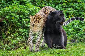 Some farmers in the eastern world have killed them with poison and hunters are killing them for shooting. Are Black Panthers Really A Separate Species Ripley S Believe It Or Not