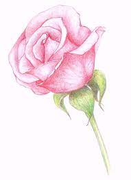 Drawings A Pink Rose Realistic Flower Drawing Flower Drawing Roses Drawing