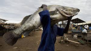 Berada di provinsi kalimantan barat, dan merupakan sungai terpanjang di indonesia dengan panjang mencapai 1.143 km, membentang dari pegunungan muller hingga selat karimata (laut china). Spesies Monster Sungai Terpanjang Dunia Umpan
