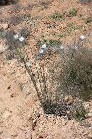 Image result for Linaceae