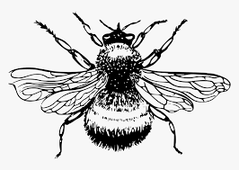 Engraving style bumble bee illustrations. Bee Black And White Png Bumble Bee Drawing Png Transparent Png Transparent Png Image Pngitem