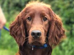 They are very friendly and should make a wonderful companion or family dog. Irish Setter Price Temperament Life Span