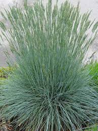 Image result for Festuca caprina