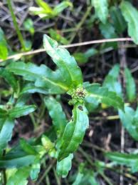 Image result for Enydra