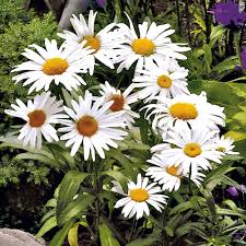 12 balkonskih ljepotica koje (ne) vole sunce. Ivancica Bijela 3 Srednjevisoke I Visoke Trajnice Trajnice Ukrasne Biljke Vrtlarstvo Sieberz Hrvatska