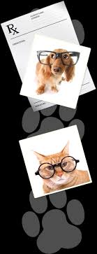 Animal Eyes Of Nj Veterinary Ophthalmology Services