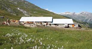 Choose from the latest styles of dresses, coats, tops, trousers, and petite. Arbaz Alpage De Tsalan D Arbaz Wallis Schweiz