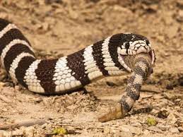 Kingsnakes will also eat lizards, rodents, birds, and eggs.4 the common kingsnake is known to be immune to the venom of other snakes and does eat the kingsnake is often preyed upon by large vertebrates such as birds of prey. Life Is Short But Snakes Are Long Venom Resistance In Kingsnakes