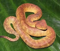 Image result for Plumbago ituriensis