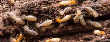 Pest control service in salt lake city, utah. Termite Control Services In Salt Lake City Greenside Pest Control