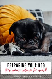 You will be given a shot book at the time of purchase that looks like the real thing but it is not! Preparing Your Dog For Your Return To Work The Dog Guide San Antonio