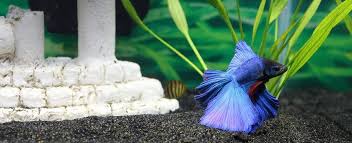 Why Is My Betta At The Bottom Of The Tank Betta Care Fish Guide