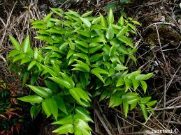 Image result for Agathis