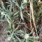 Image result for Helichrysum globosum