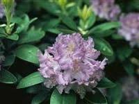 Image Of Rhododendron Everestianum Catawbiense Group Rhododendron Plants Image
