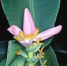 Image result for Musa ornata