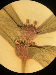 Image result for Spermacoce deserti