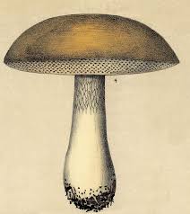 Black And White Mushroom Wallpaper How To Grow Gourmet Mushrooms And Make 60 000 Yearly Mushroom Images Mushroom Art Mushroom Wallpaper