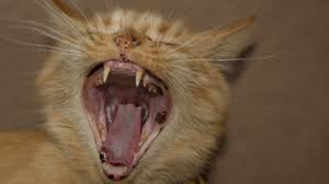 There's a number of reasons why your cat won't stop meowing at night. Cat Screaming Sound Effect Cat Meowing Non Stop Loud Cat Scary Meow Youtube