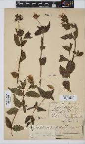 Image result for Aspilia natalensis