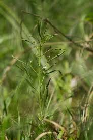 Image result for Thesium megalocarpum