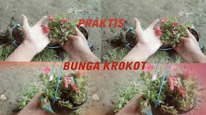 Published on may 27, 2008. Ide Kreatif Cara Menanam Bunga Krokot Diy Motif 2021 Youtube