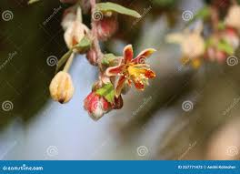 Image result for Grewia retinervis