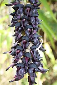Image result for Mucuna glabrialata