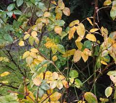 Anthracnose, downy mildew, rust, and some other viruses cause brown leaves on roses. 9 Reasons Why Rose Leaves Turn Yellow Gardener Report