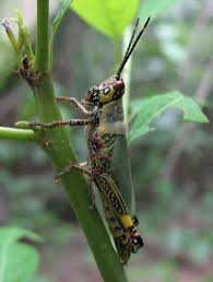 In the spring, the nymphs come out of their eggs, eat, and molt, shedding their exoskeleton as they grow. Knowledge Bank Killing Grasshopper Eggs