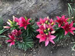 We did not find results for: Lily Garden Ignore The Mud Bed We Re Redoing The Landscaping Spent Last Two Weeks Picking Rock Gardening