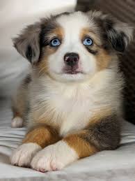 Mini / toy aussie miniature australian shepherds. Miniature Australian Shepherd Puppies For Sale Miami Fl 330665