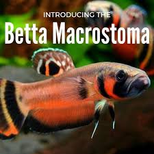 Featured Betta Fish Betta Macrostoma About Betta Fish Tanks Betta Fish Betta Betta Fish Tank