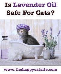 The oils are detoxifying and if they aren't properly hydrated the toxins will just sit in. Lavender Essential Oil For Fleas On Cats Does It Work