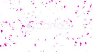 Falling Sakura Petals Cherry Blossoms Dof Stock Footage By Boscorelli Petals Cherry Blossom Blossom