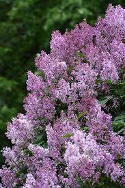 Image result for Syringa prestoniae
