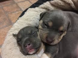 These are the remaining 5 puppies. American Bully Dog Breed Information Images Characteristics Health