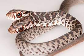 Nummer 3 der kategorie giftigste schlange der welt: Taipan Die Gefahrlichste Schlange Der Welt Geo